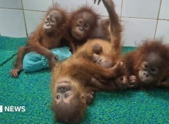 Odisha: Five baby orangutans found in India forest spark trafficking investigation