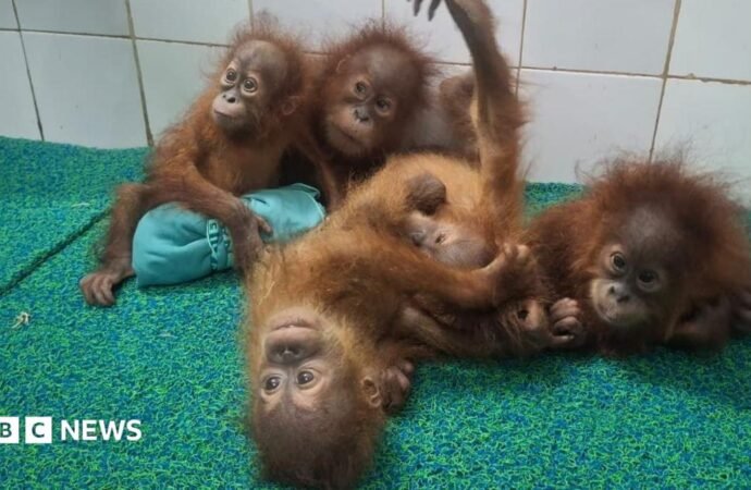 Odisha: Five baby orangutans found in India forest spark trafficking investigation