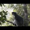 Opera singers and shrieking lemurs share vocalization strategies