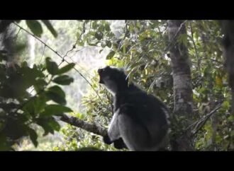 Opera singers and shrieking lemurs share vocalization strategies