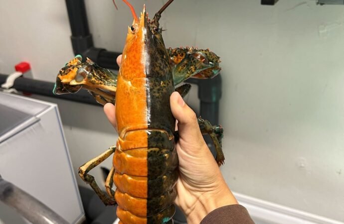 Pair of rare, colorful lobsters have a new home in Maine