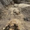 Paleontologists discover first adult ‘T. rex’ footpath