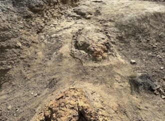 Paleontologists discover first adult ‘T. rex’ footpath