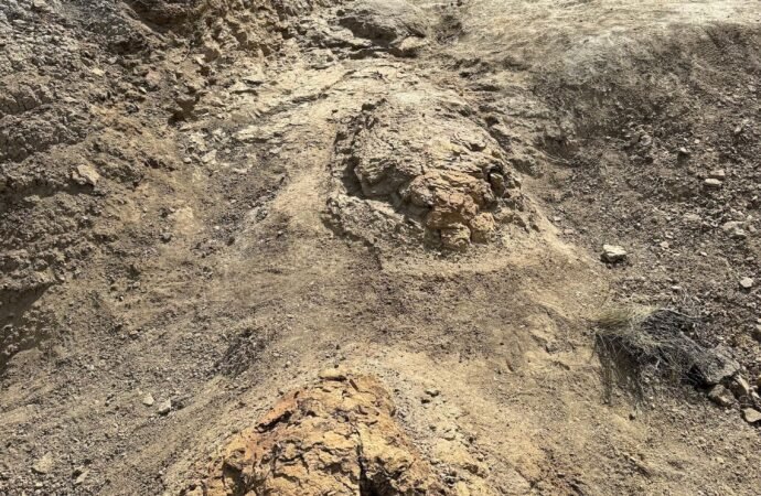 Paleontologists discover first adult ‘T. rex’ footpath