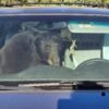 Parched summer in Rockies sends bears into urban areas and confrontations with people