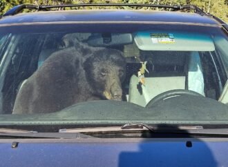 Parched summer in Rockies sends bears into urban areas and confrontations with people