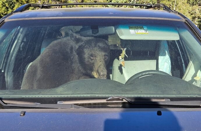 Parched summer in Rockies sends bears into urban areas and confrontations with people