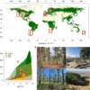 Pines grow faster and are more drought resilient in the Southern Hemisphere – Nature