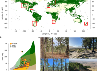 Pines grow faster and are more drought resilient in the Southern Hemisphere – Nature