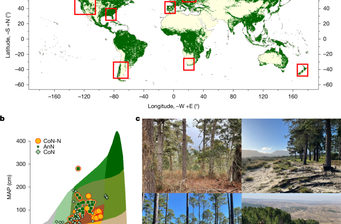 Pines grow faster and are more drought resilient in the Southern Hemisphere – Nature