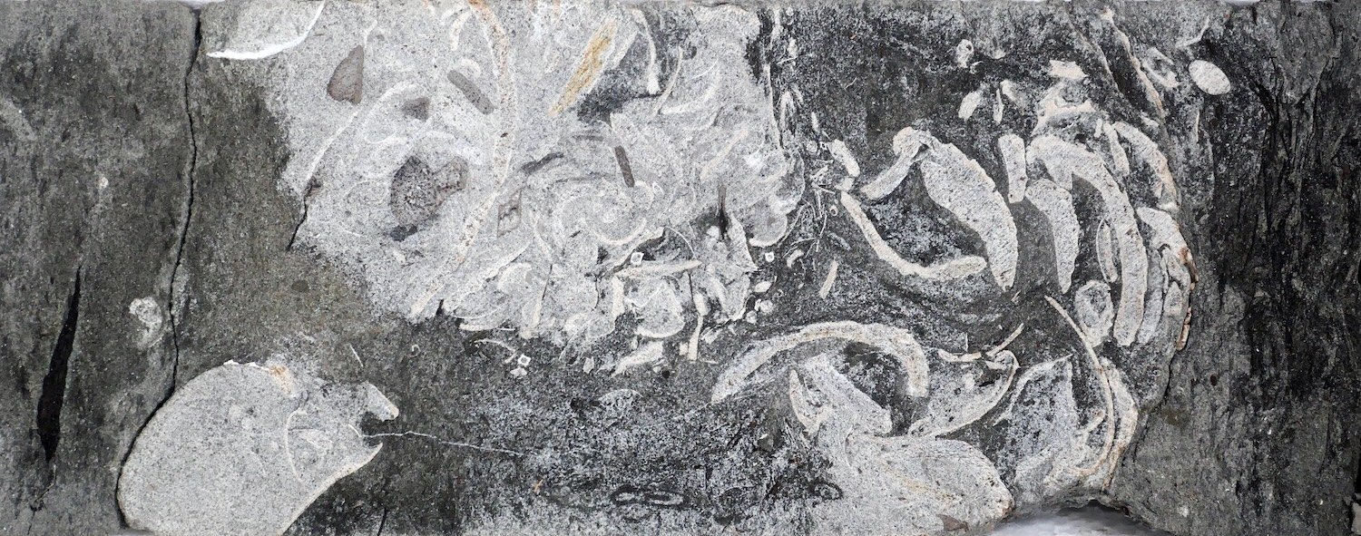 Drill core image of 160-million-year-old delta sand containing a clump of shells and plant remains