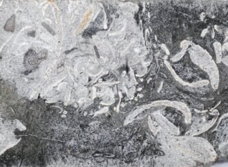 Plesiosaurs vomited indigestible pellets like owls