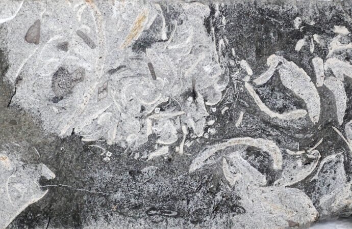 Plesiosaurs vomited indigestible pellets like owls