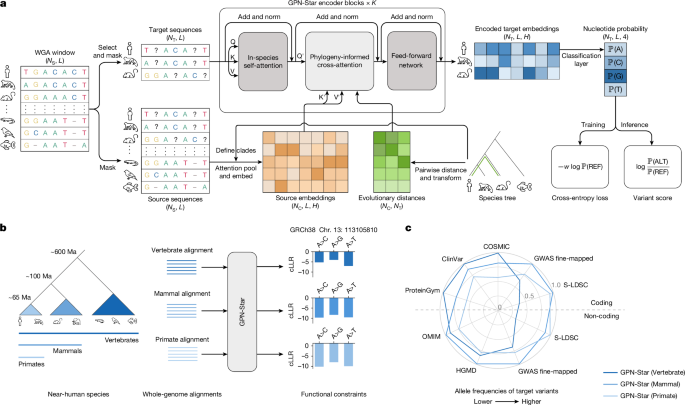 Predicting genome-wide functional constraints with GPN-Star – Nature