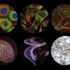 Probing the proteome at cellular scale