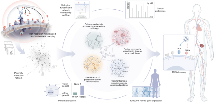 Proximity-guided graph learning reveals tumour-associated proximity antigens – Nature