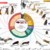 Reference genomes and fossils revise bat family phylogeny and biogeography – Nature