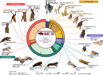 Reference genomes and fossils revise bat family phylogeny and biogeography – Nature