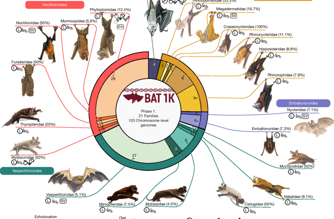 Reference genomes and fossils revise bat family phylogeny and biogeography – Nature