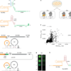 Rewiring the ribosome to translate proteins encoded in its own RNA – Nature