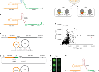 Rewiring the ribosome to translate proteins encoded in its own RNA – Nature