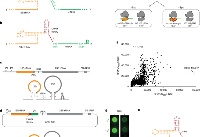 Rewiring the ribosome to translate proteins encoded in its own RNA – Nature
