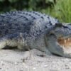 River that is home to 500 crocodiles chosen to host 2032 Olympic rowing and canoe events