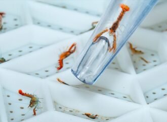 Say hello to the next generation of lobsters — August’s best science images