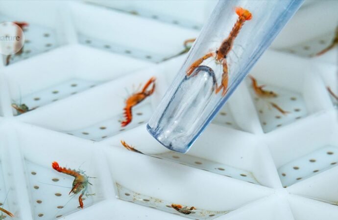 Say hello to the next generation of lobsters — August’s best science images