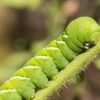 Scientists Put Caterpillars in an Ultraquiet Chamber to Learn How They Hear Without Ears
