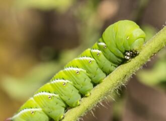 Scientists Put Caterpillars in an Ultraquiet Chamber to Learn How They Hear Without Ears