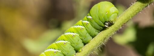 Scientists Put Caterpillars in an Ultraquiet Chamber to Learn How They Hear Without Ears