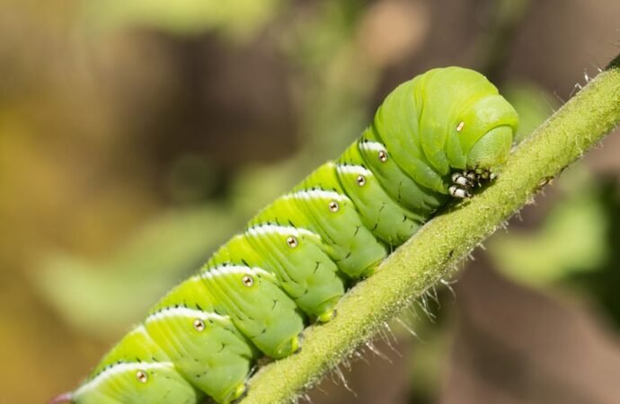 Scientists Put Caterpillars in an Ultraquiet Chamber to Learn How They Hear Without Ears