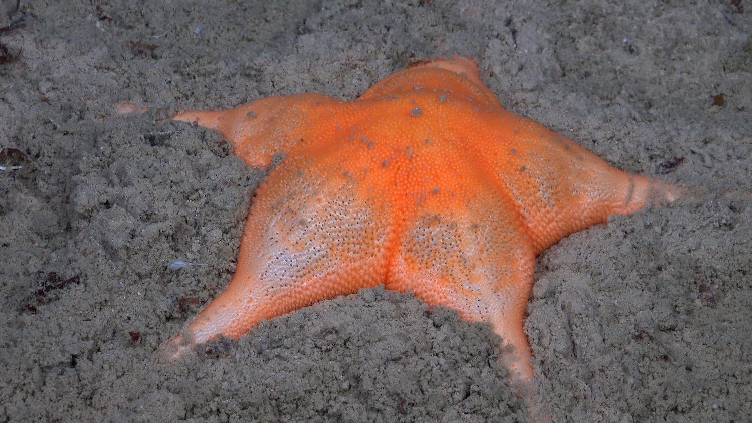 A suspected new species of sea star (Porcellanasteridae) rests on the seafloor at a depth of 3,961 meters. Researchers collected the specimen while making dozens of other discoveries during the expedition, including at least 20 suspected new species. Photo credit: ROV SuBastian / Schmidt Ocean Institute Usage: Available via creative commons Attribution-NonCommercial-ShareAlike CC BY-NC-SA https://creativecommons.org/licenses/by-nc-sa/4.0/