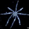 Sea spider with hairy feet, three lips, and red eyes found in Canada