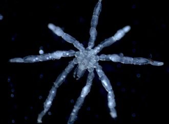 Sea spider with hairy feet, three lips, and red eyes found in Canada