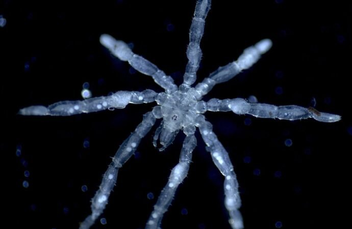Sea spider with hairy feet, three lips, and red eyes found in Canada