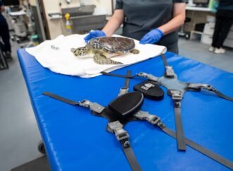 Sea turtle struck by boat is recovering in a 3D-printed harness
