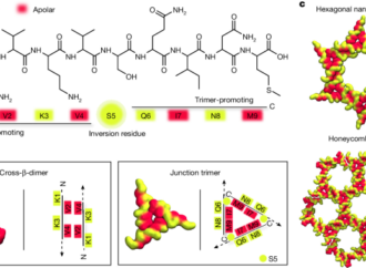 Sequence-encoded hexagonal lattices in multichannel peptide nanofibrils – Nature