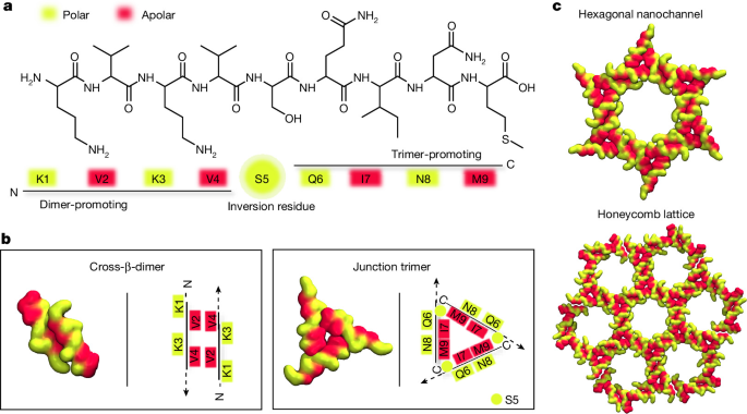 Sequence-encoded hexagonal lattices in multichannel peptide nanofibrils – Nature