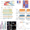 Sex without crossovers mimics clonal reproduction in Rhynchospora tenuis – Nature