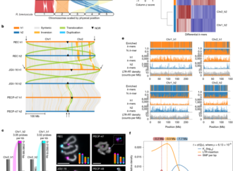 Sex without crossovers mimics clonal reproduction in Rhynchospora tenuis – Nature