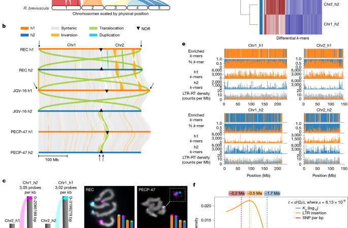 Sex without crossovers mimics clonal reproduction in Rhynchospora tenuis – Nature