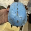 Shockingly blue turtle discovered in Kentucky backyard