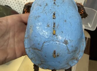 Shockingly blue turtle discovered in Kentucky backyard
