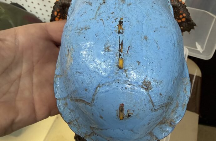 Shockingly blue turtle discovered in Kentucky backyard
