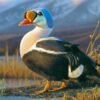 Since 1934, the Federal Duck Stamp has raised $1.3 billion for habitat conservation