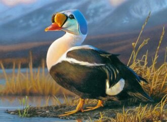 Since 1934, the Federal Duck Stamp has raised $1.3 billion for habitat conservation
