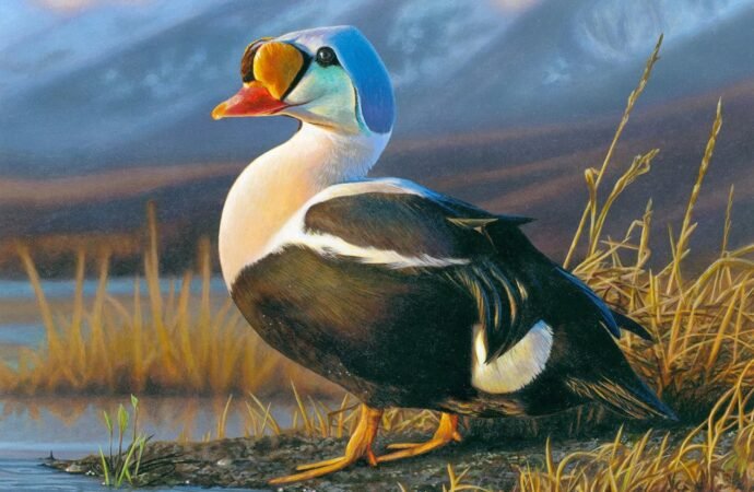 Since 1934, the Federal Duck Stamp has raised $1.3 billion for habitat conservation