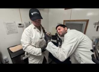 Single California condor mother gets help raising her chick